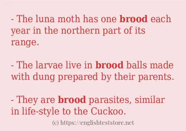 Example sentences of brood