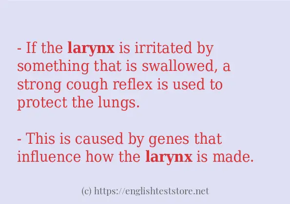 Example sentences of larynx