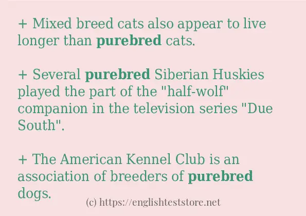 Example sentences of purebred