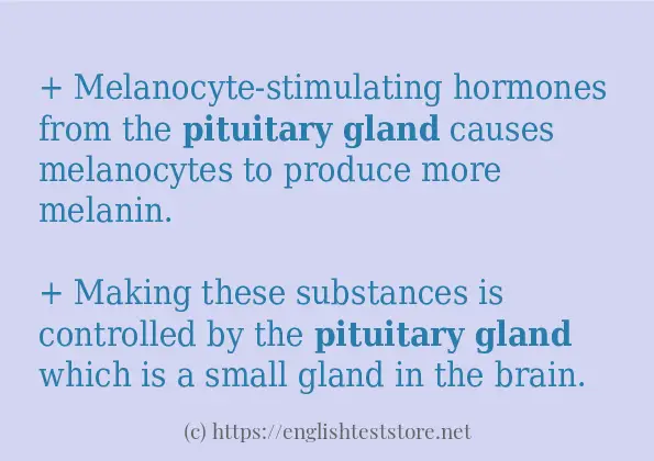 Example uses in sentence of Pituitary gland