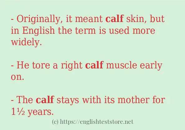 Example Uses In Sentence Of Calf Englishteststore Blog 