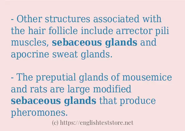 Example uses in sentence of sebaceous glands