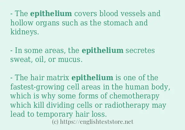 How to use in sentence of epithelium