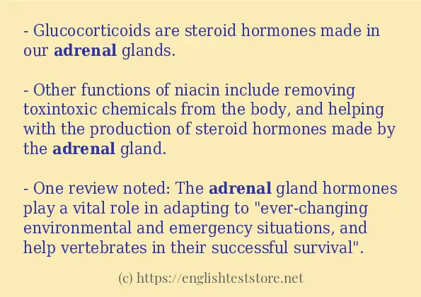 How to use the word adrenal