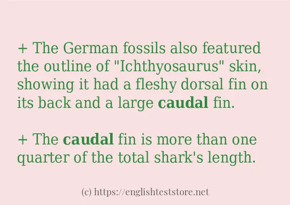 How to use the word caudal