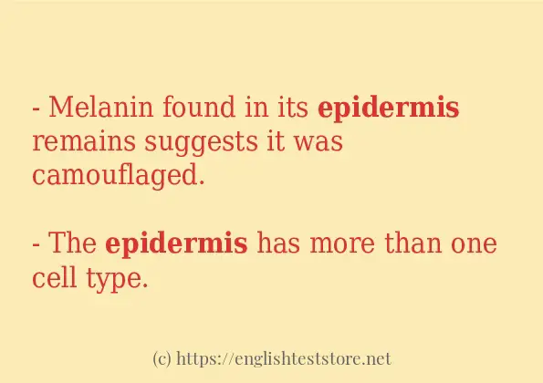 How to use the word epidermis