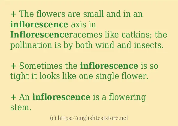 How to use the word inflorescence