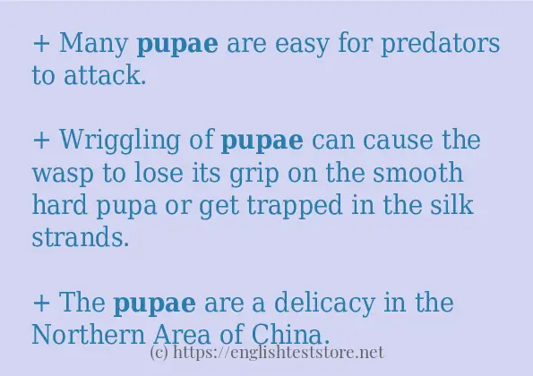 How to use the word pupae