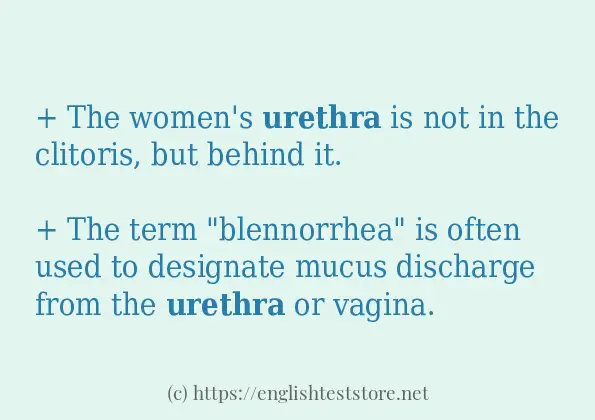 How to use the word urethra