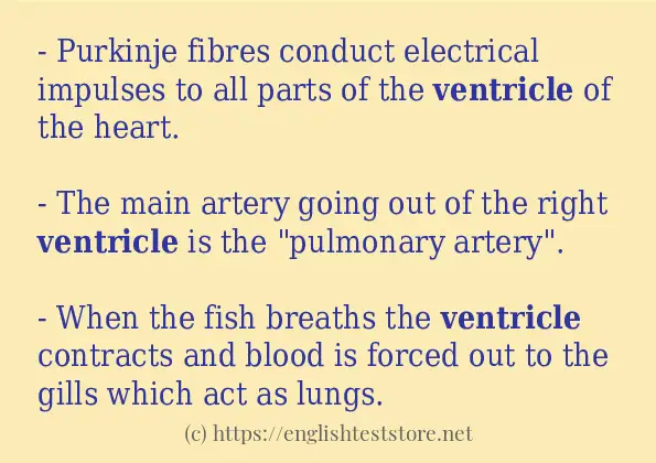 How to use the word ventricle