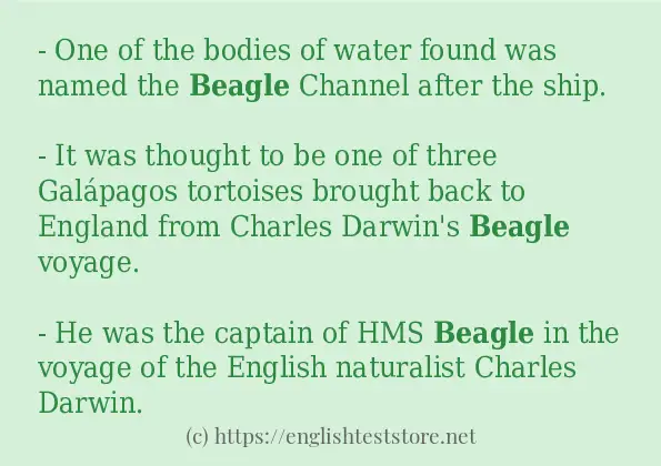 In sentence examples of beagle
