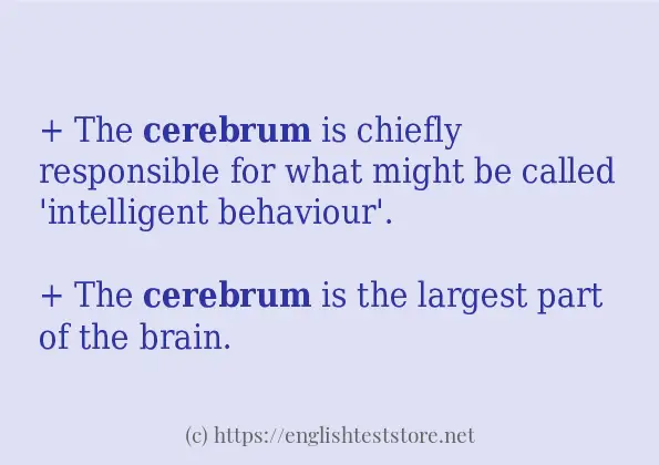 In-sentence examples of cerebrum