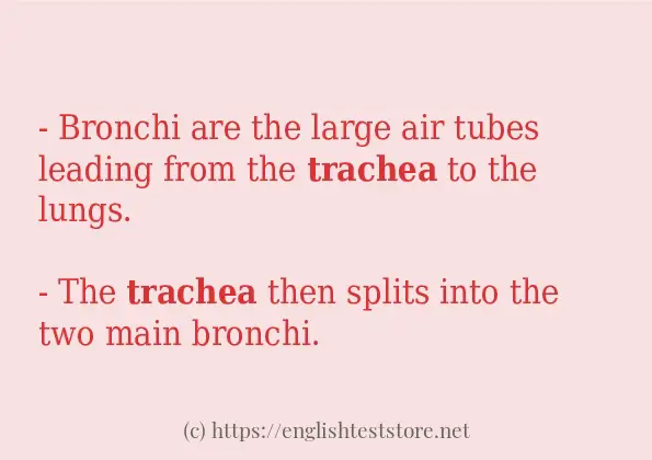 In-sentence examples of trachea