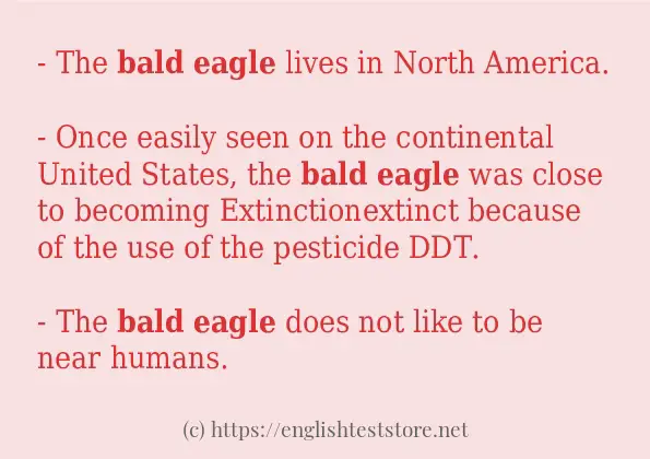 In sentence use of Bald eagle