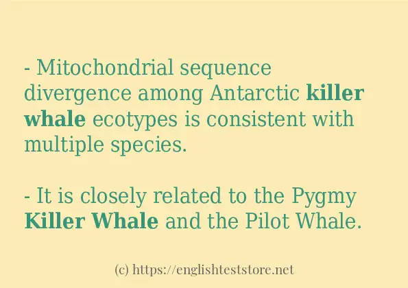 Killer whale how to use in sentences