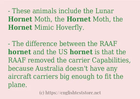 Make sentence of hornet