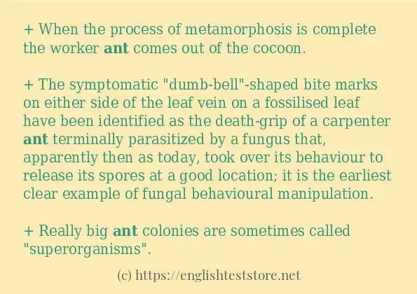 Sentence example of ant