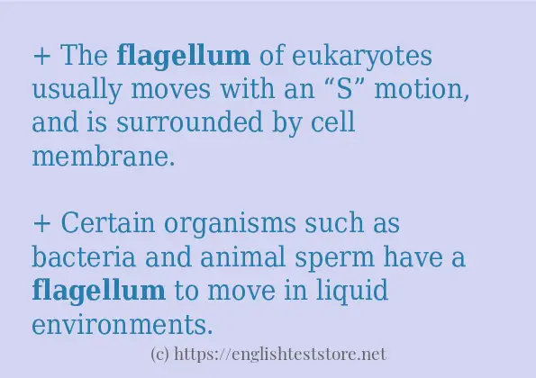 Sentence example of flagellum