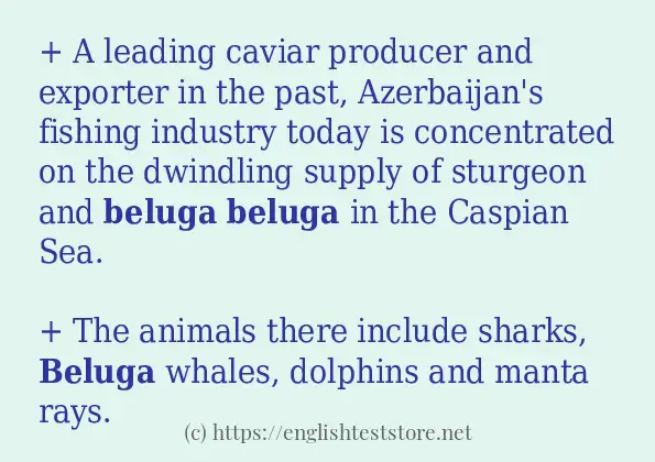 Some example sentences of beluga