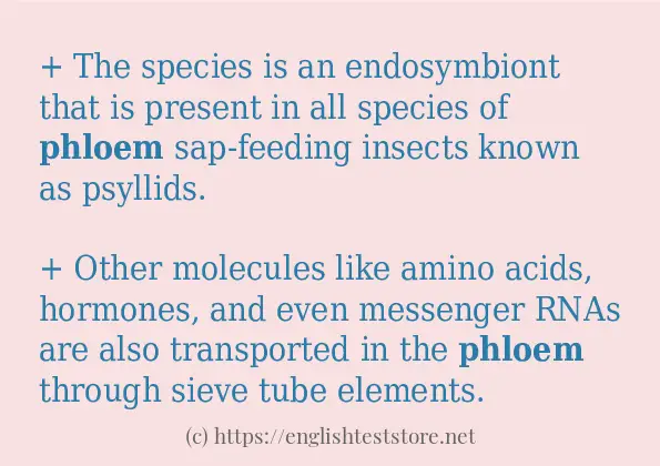 Some example sentences of phloem