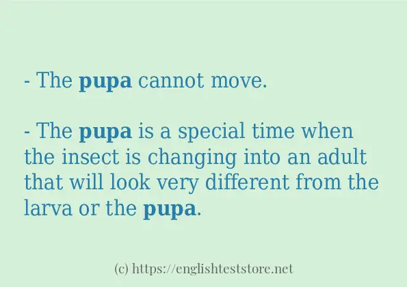 Some example sentences of pupa