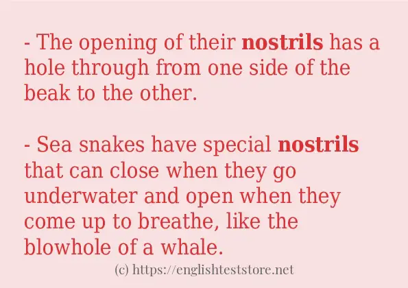 Some in-sentence examples of nostrils