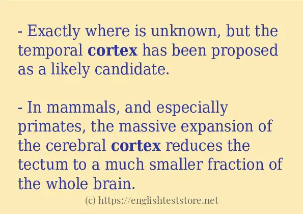 Use in sentence of cortex
