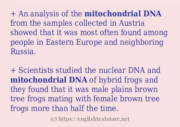 Use in sentence of mitochondrial dna