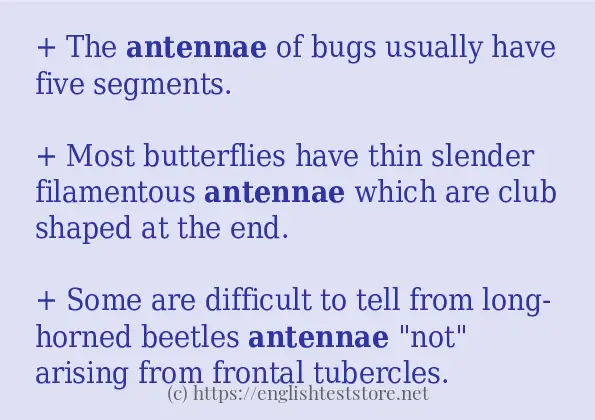 antennae use in sentences