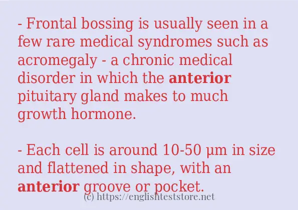 anterior example in sentences