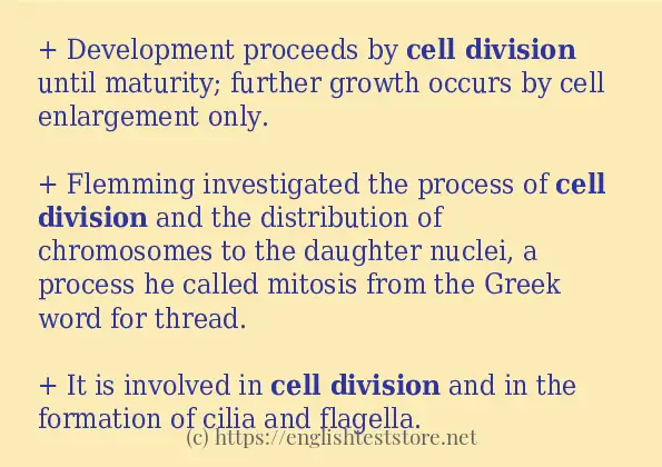 cell division example in sentences