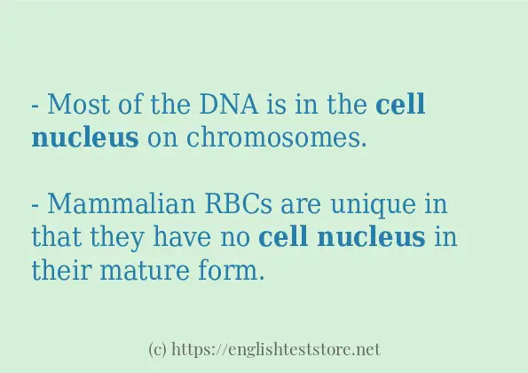 cell nucleus in sentences?