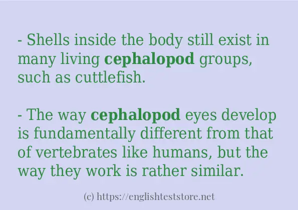 cephalopod how to use in sentences