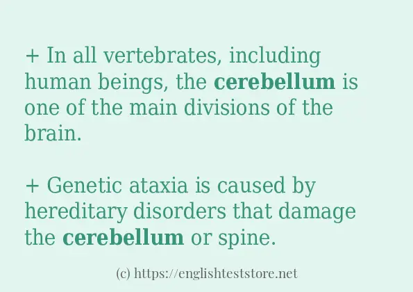 cerebellum use in-sentences
