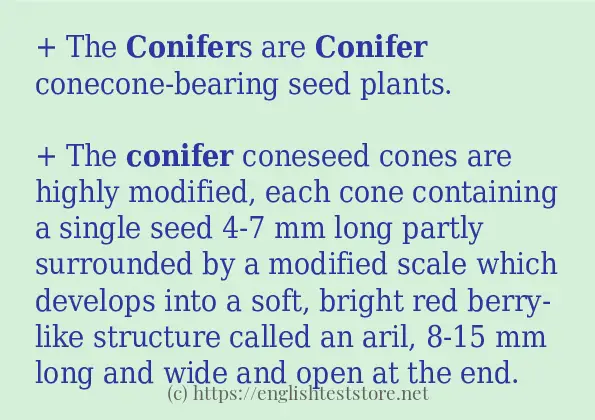 conifer-sentence-examples-englishteststore-blog