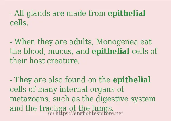 epithelial some ways to use