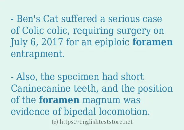 foramen in sentences?