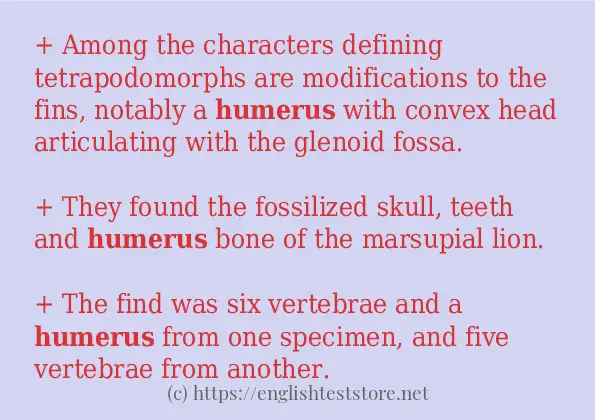 humerus - some sentence examples