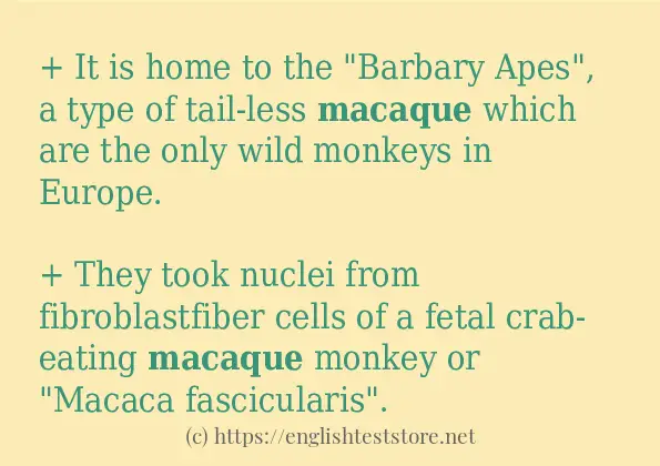 macaque - sentence examples