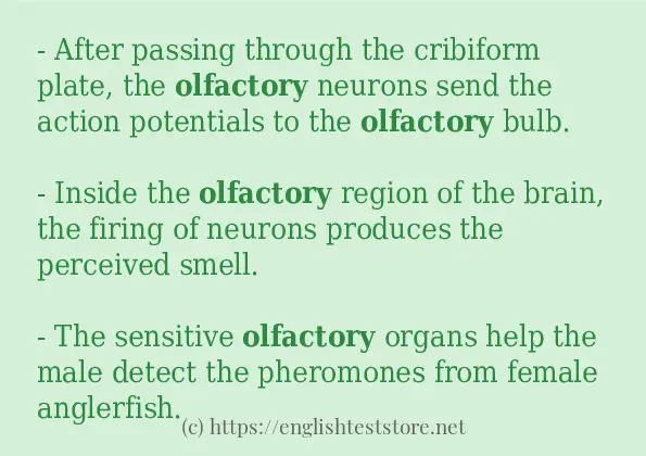 olfactory in sentences?