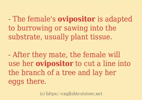 ovipositor - some sentence examples