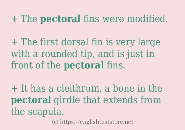 pectoral some example sentences