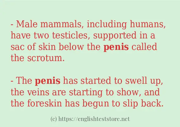 penis some example sentences