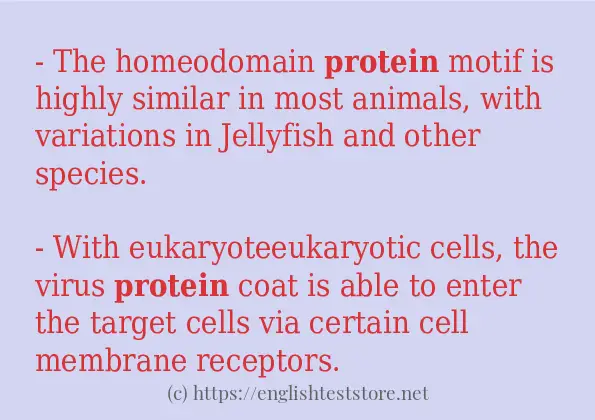 protein - example sentences
