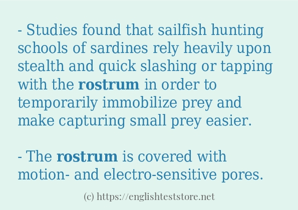rostrum in sentences?