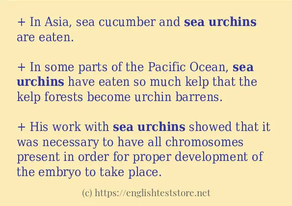 sea urchins in-sentences