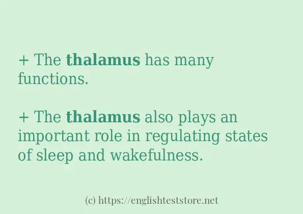 thalamus use in sentences