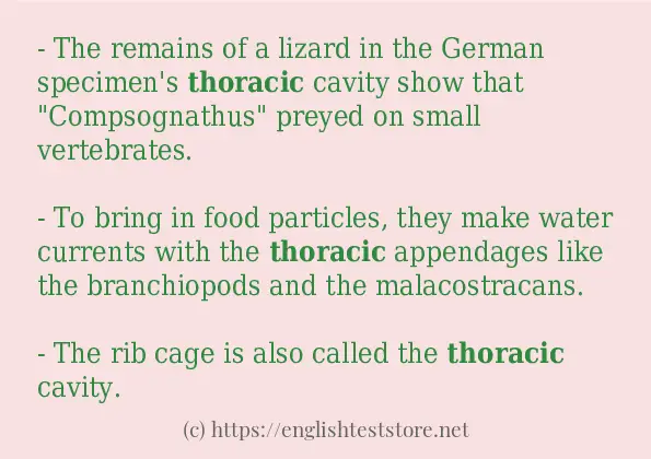 thoracic in-sentences