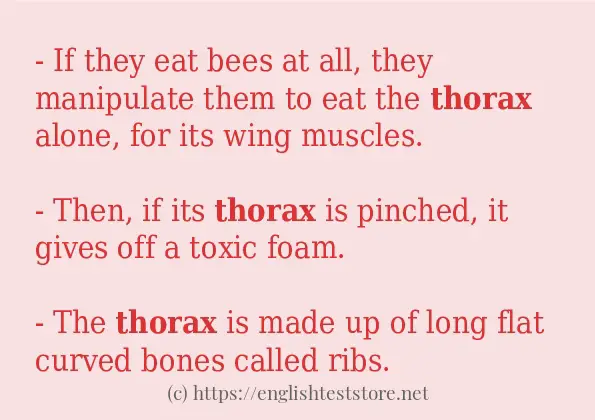thorax example in sentences