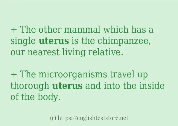 uterus some example sentences